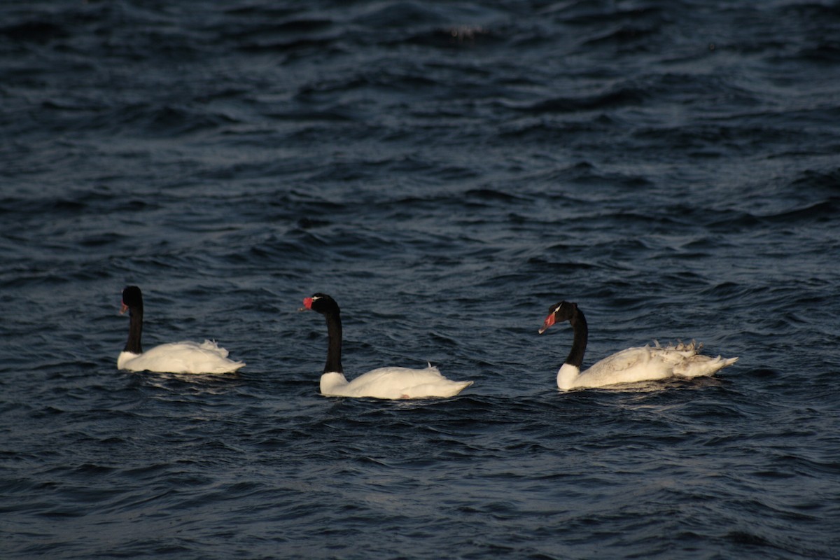 Black-necked Swan - ML71570441