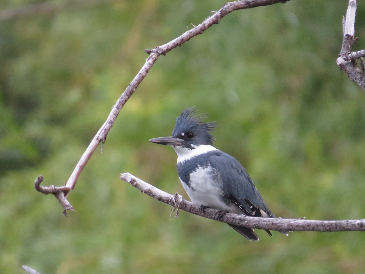 Belted Kingfisher - ML71570491