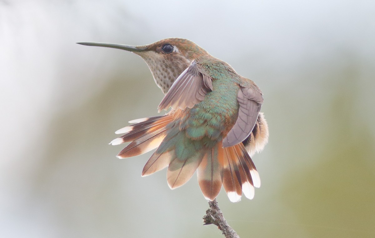 Rufous Hummingbird - Mark Berney
