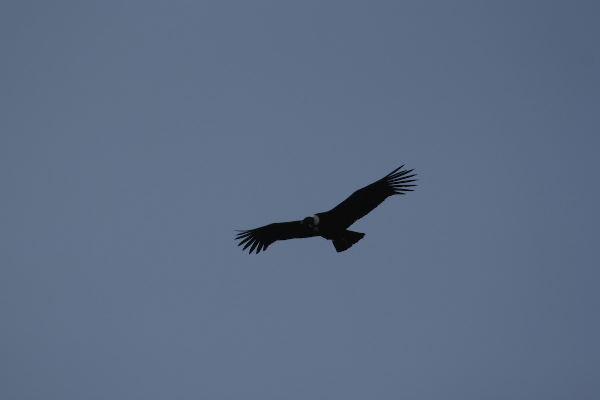 Condor des Andes - ML71570751
