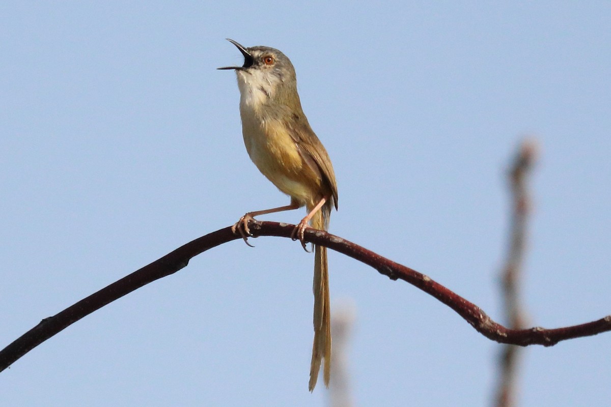 Yellow-bellied Prinia (Yellow-bellied) - Wing Yan Ng