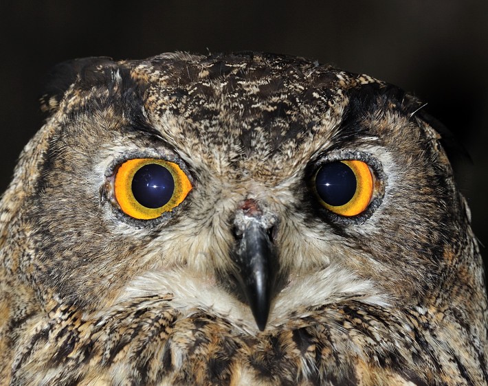 Eurasian Eagle-Owl - Joao Ponces de Carvalho