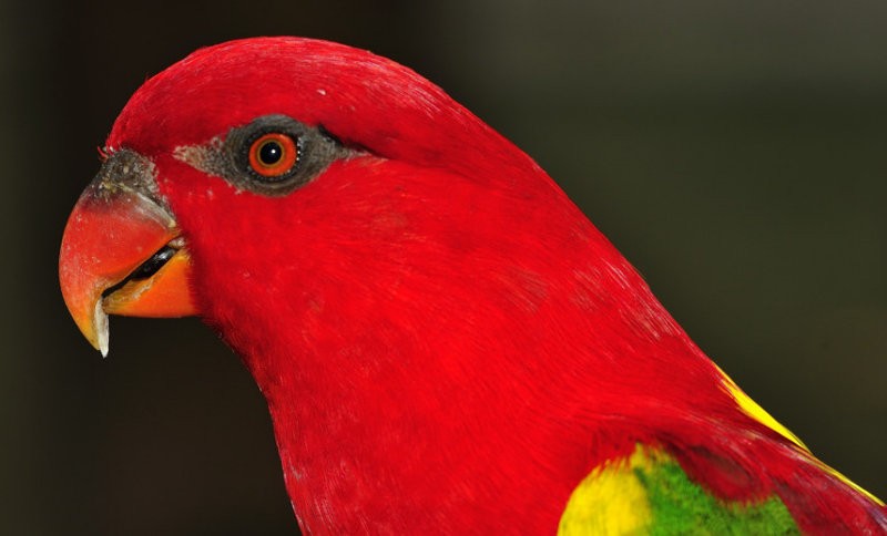 Chattering Lory - Joao Ponces de Carvalho