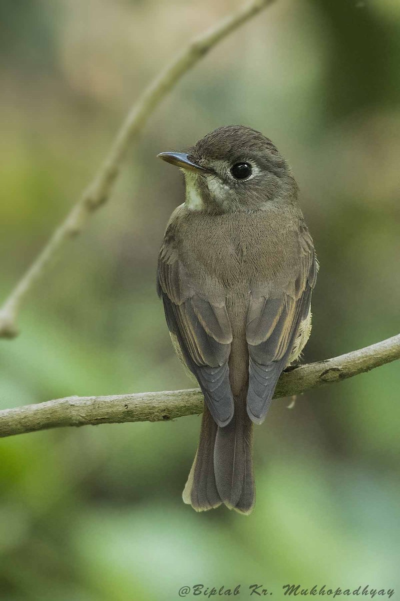 Brown-breasted Flycatcher - Biplab kumar Mukhopadhyay