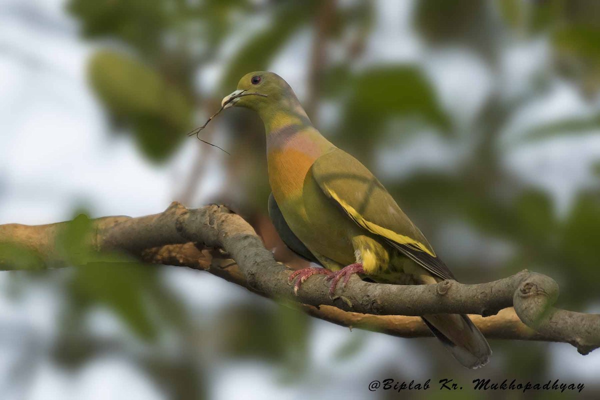 Orange-breasted Green-Pigeon - Biplab kumar Mukhopadhyay