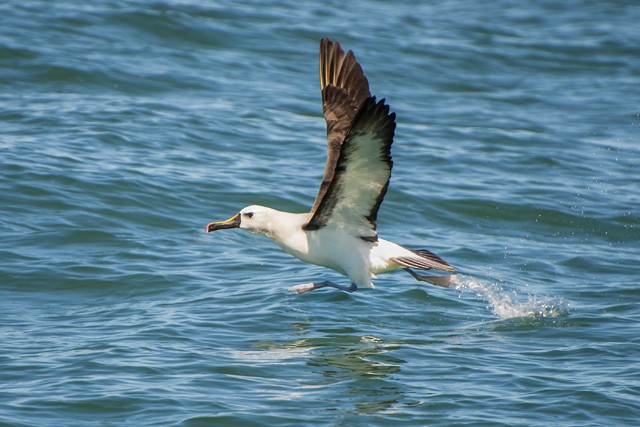 albatros pestrozobý - ML715740