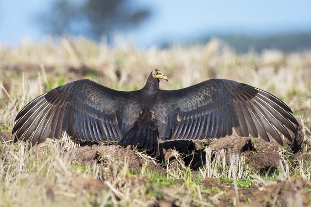 Lesser Yellow-headed Vulture - Cláudio Timm