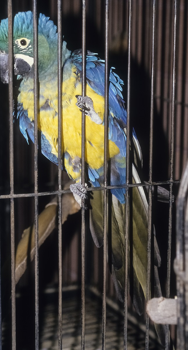 large macaw sp. - Josep del Hoyo