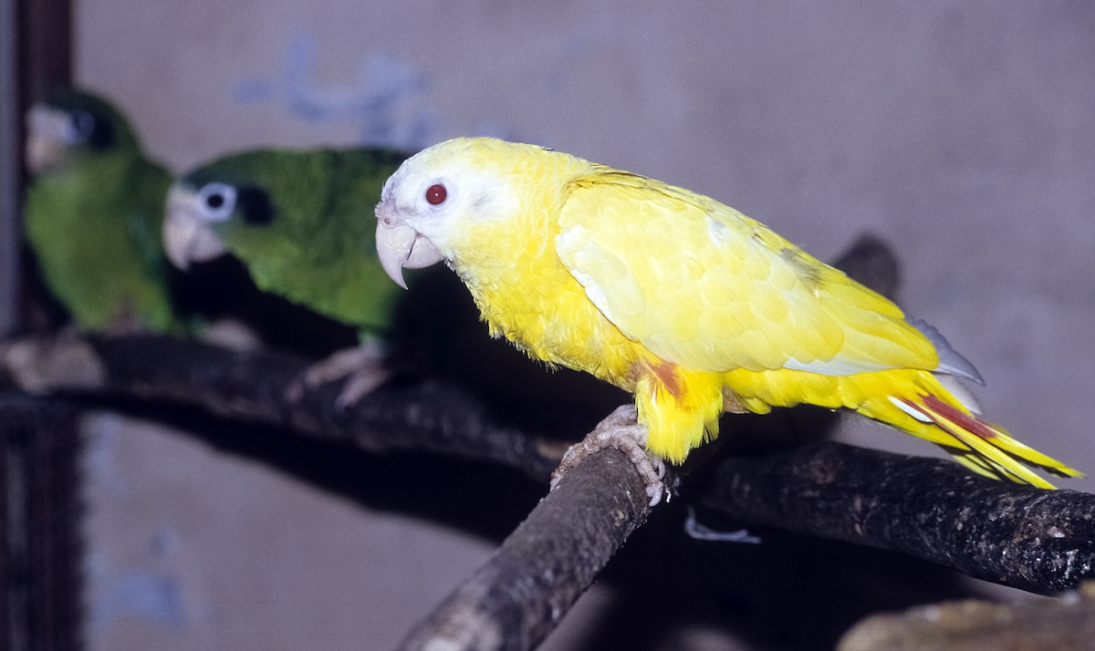 Hispaniolan Parrot - Josep del Hoyo