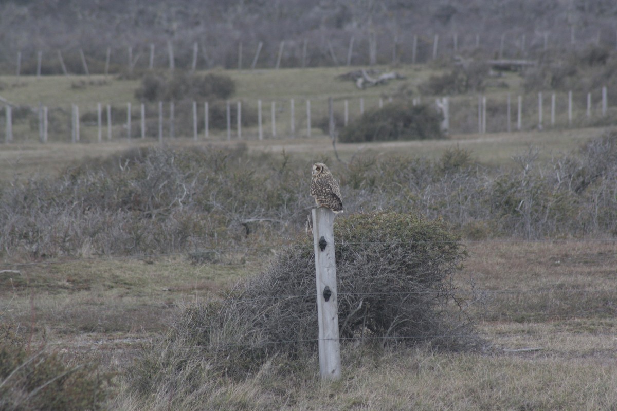 Short-eared Owl - ML71583461