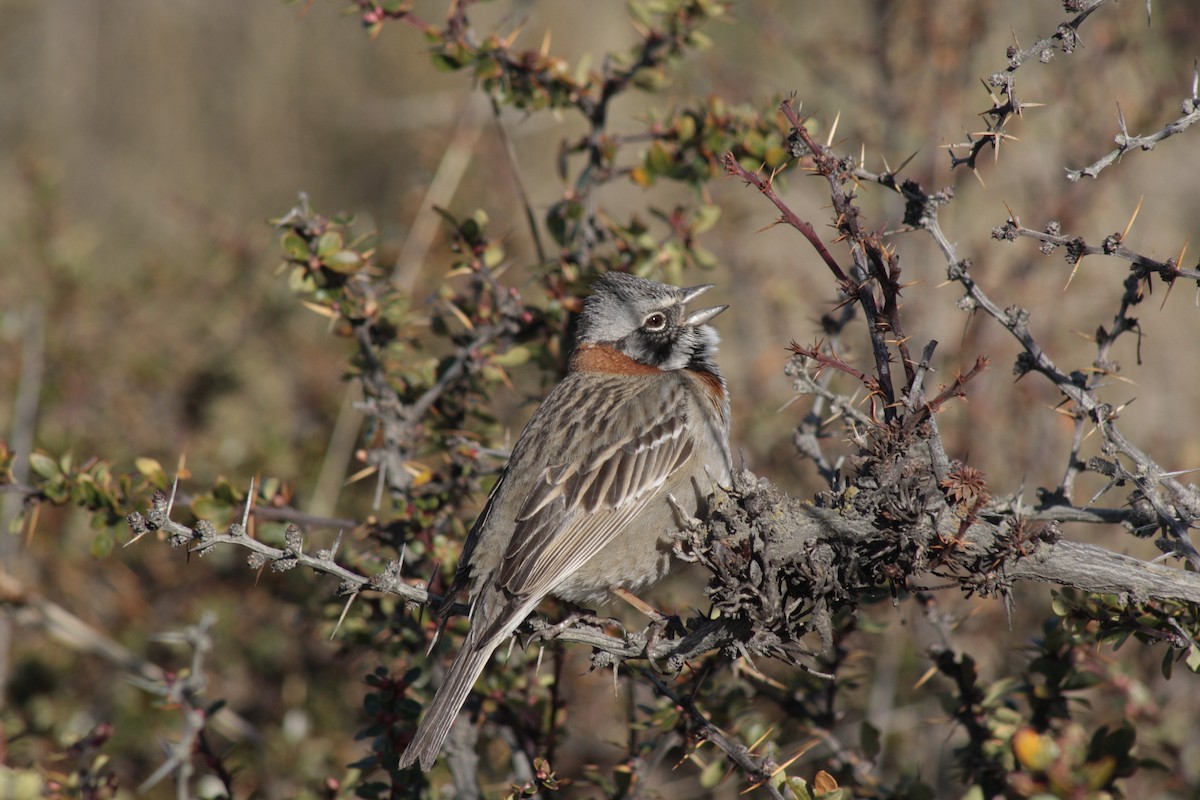 Rufous-collared Sparrow - Juanjo Soto Sanhueza