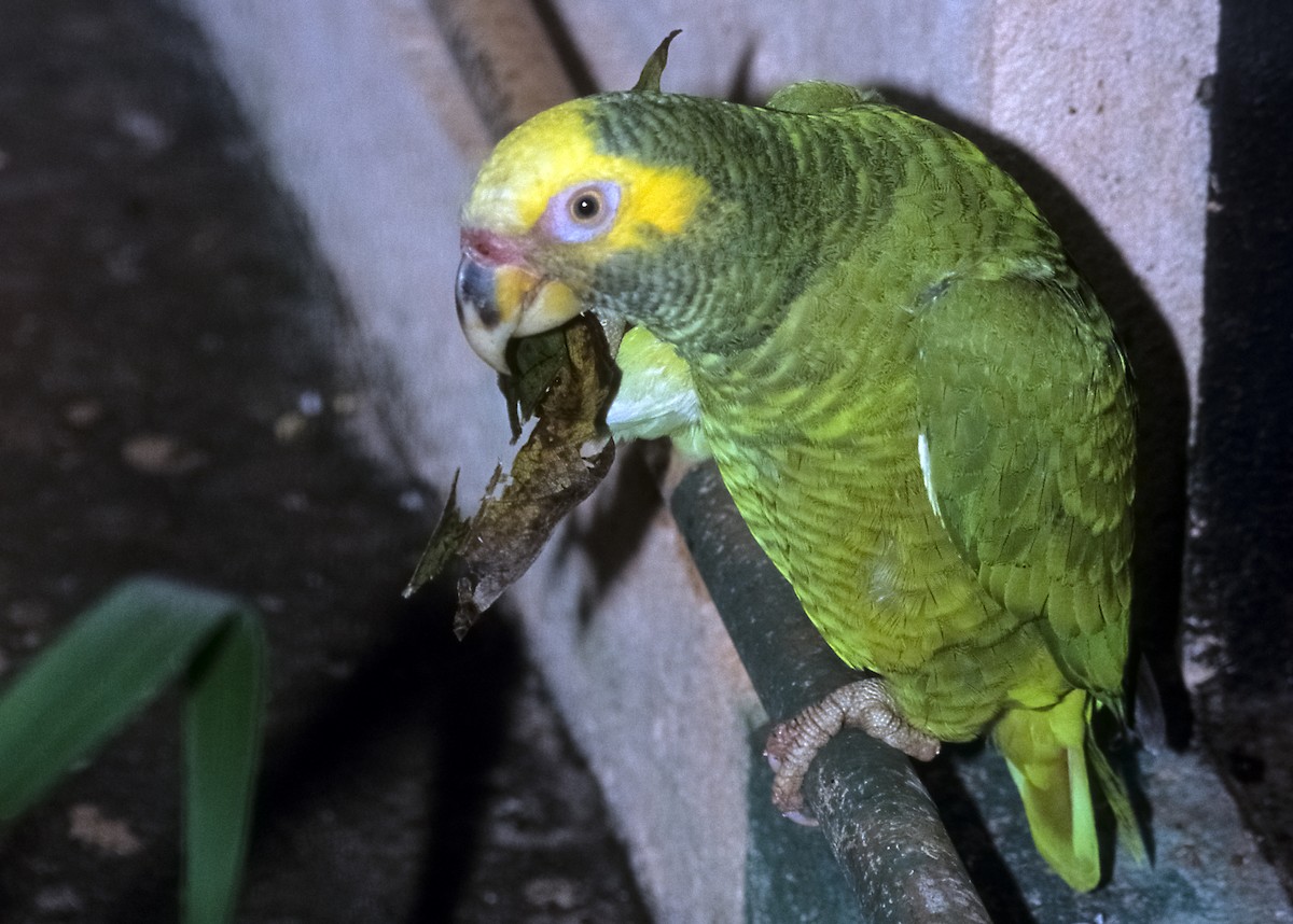 Yellow-faced Parrot - Josep del Hoyo