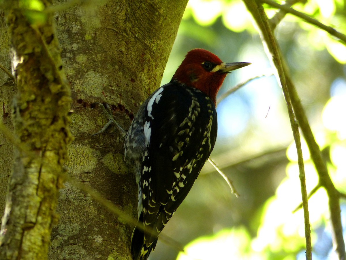 Red-breasted Sapsucker - Carolyn Wilcox