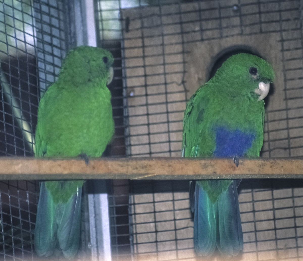 Blue-bellied Parrot - Josep del Hoyo