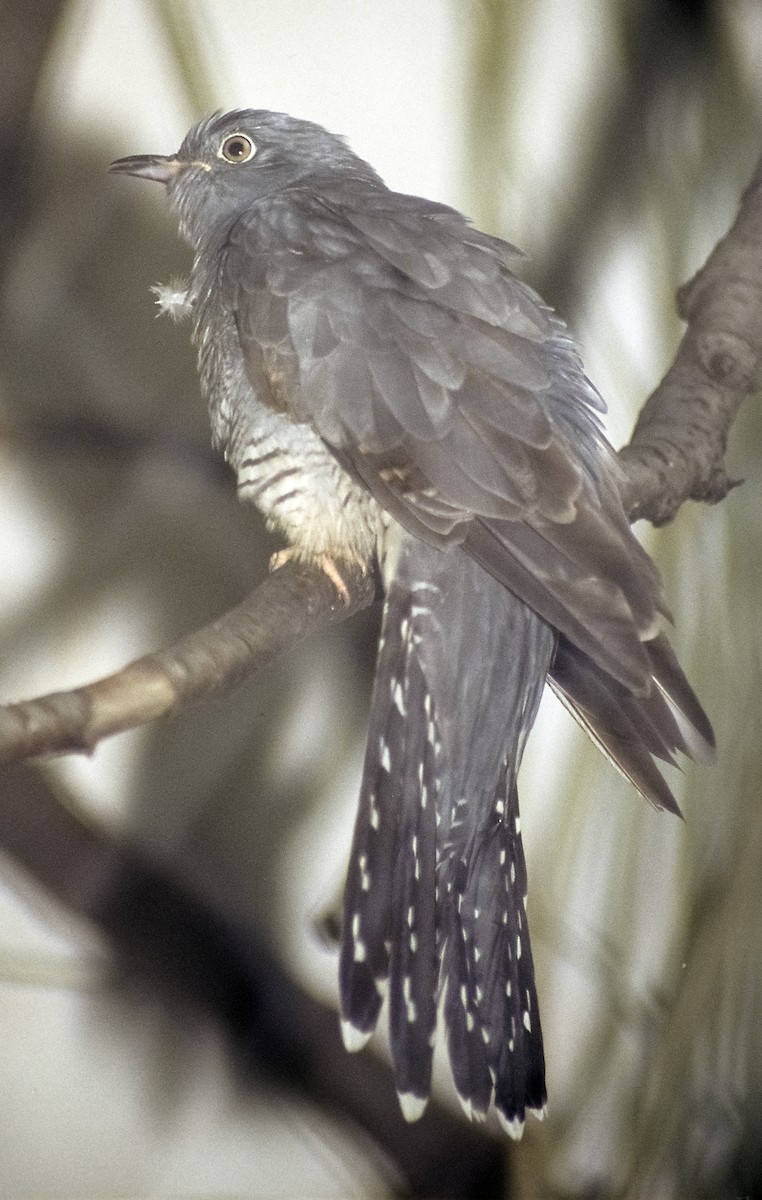 Common Cuckoo - Josep del Hoyo