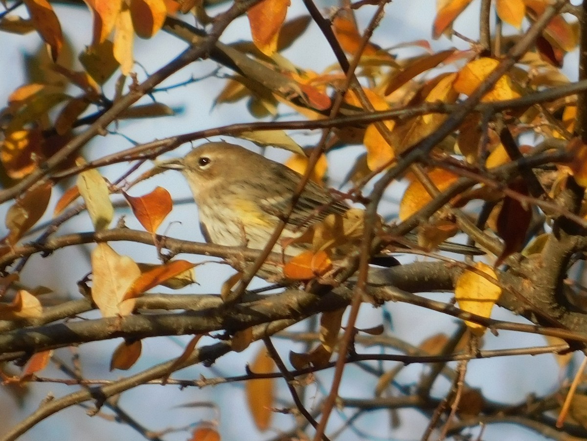 Yellow-rumped Warbler (Myrtle) - Gail Fennell