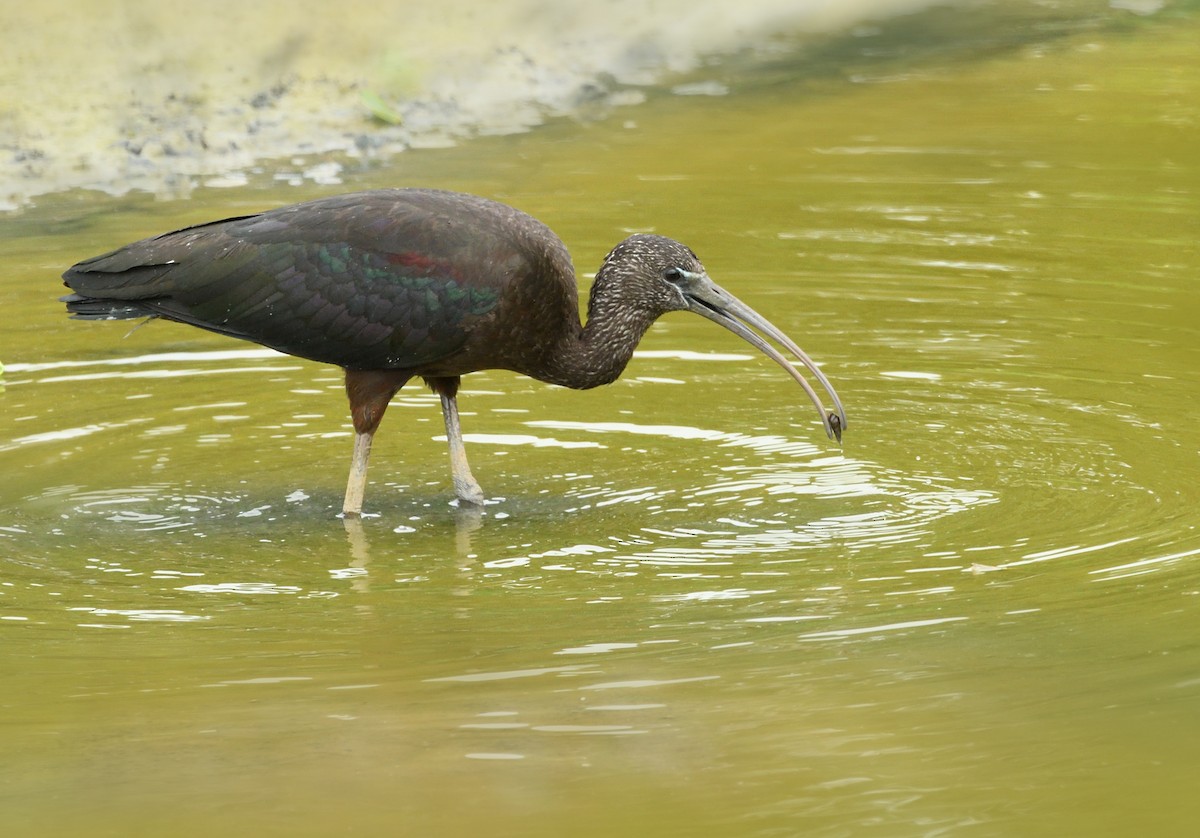 ibis hnědý - ML715909