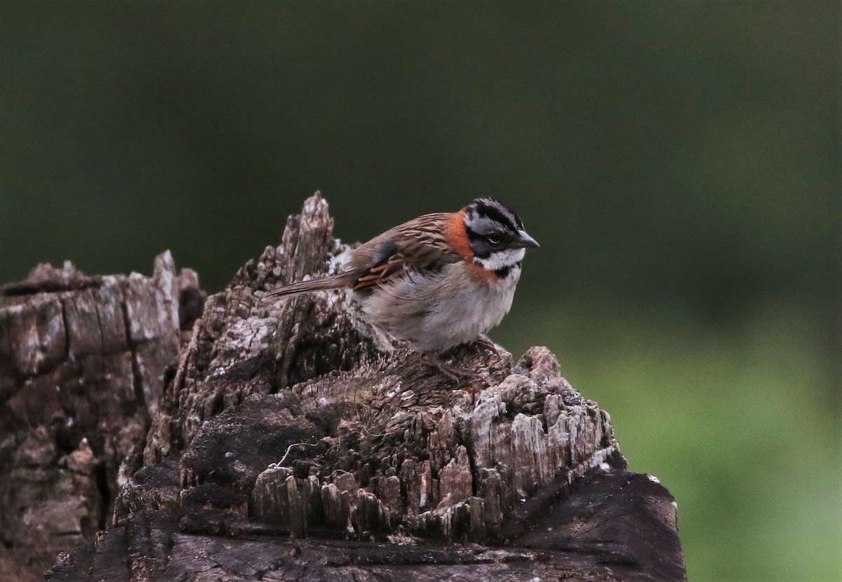 Rufous-collared Sparrow - Margareta Wieser