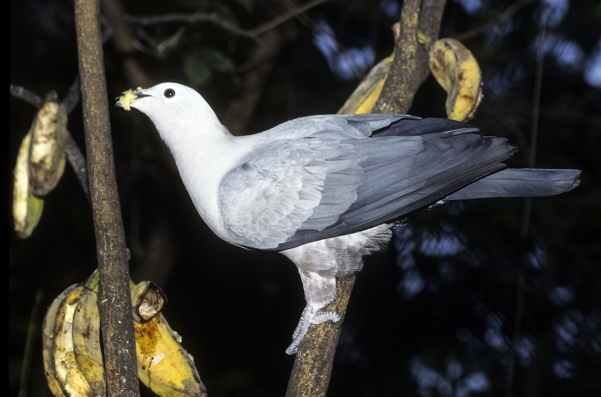 Gray Imperial-Pigeon - Josep del Hoyo
