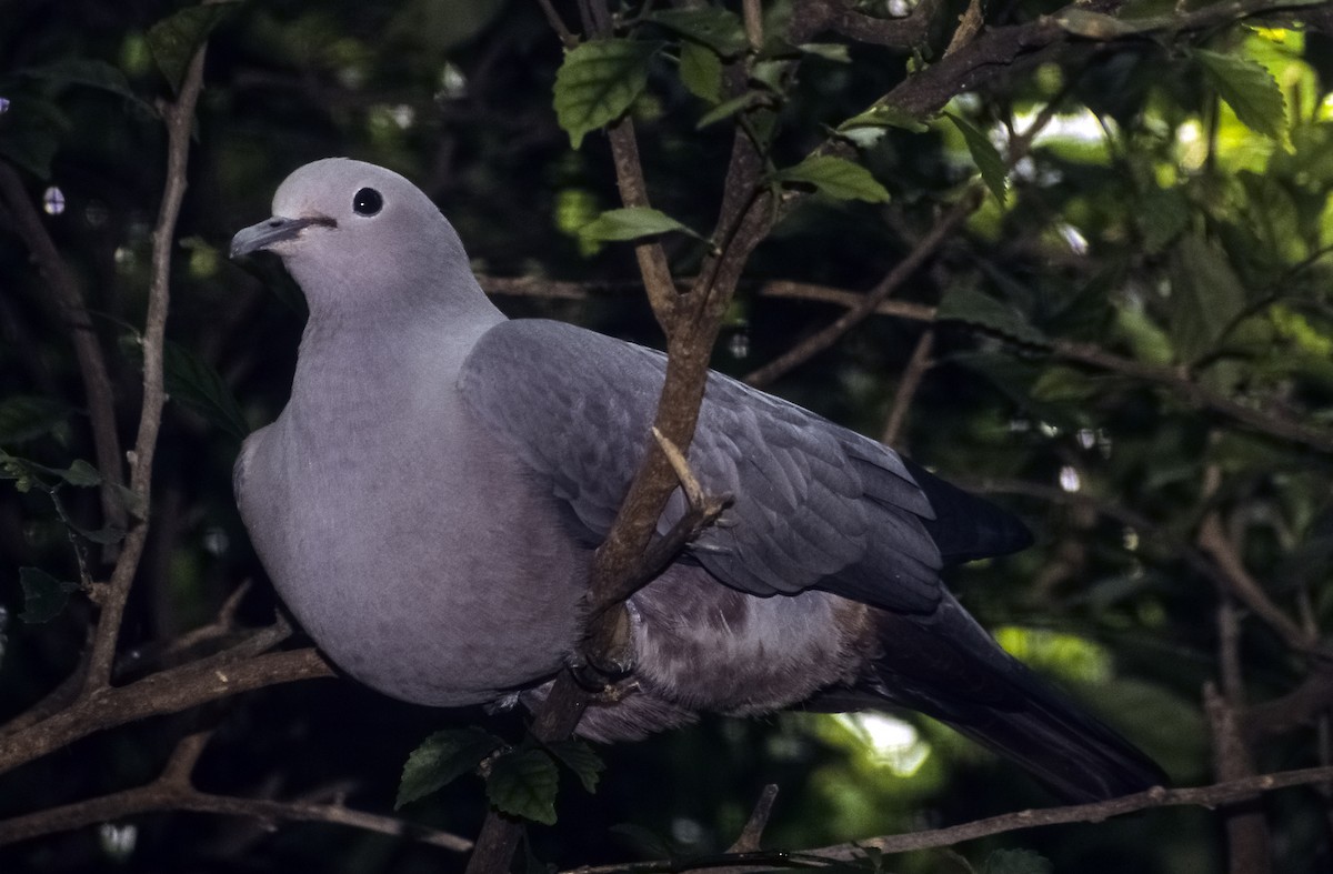 Gray Imperial-Pigeon - Josep del Hoyo