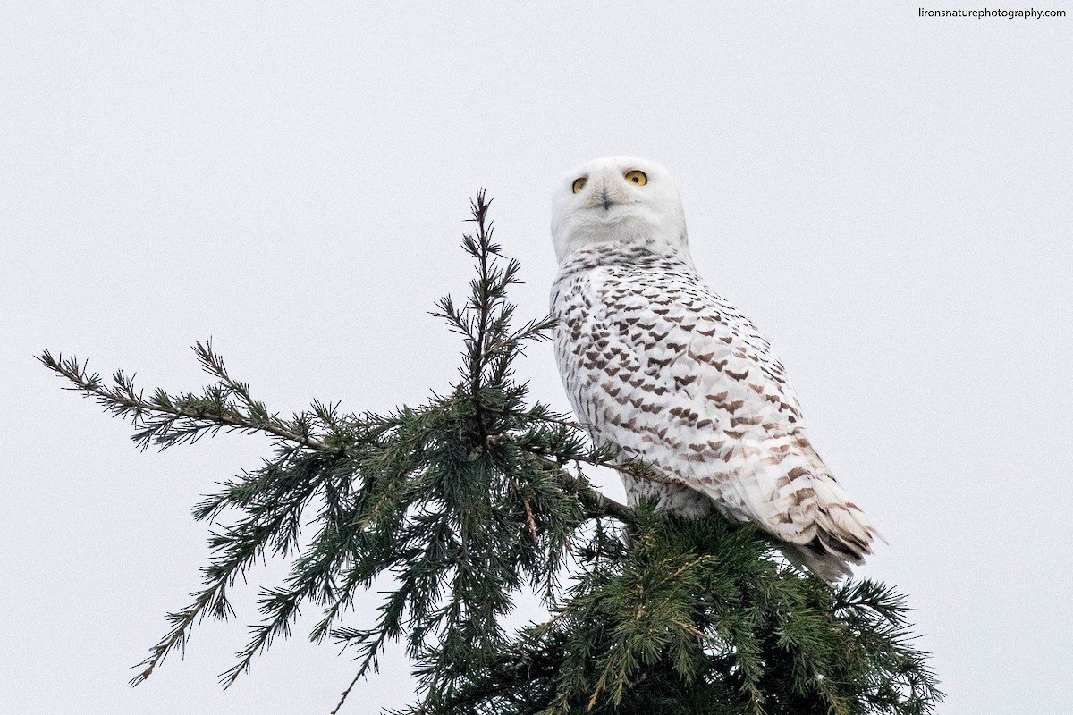 Snowy Owl - Liron Gertsman
