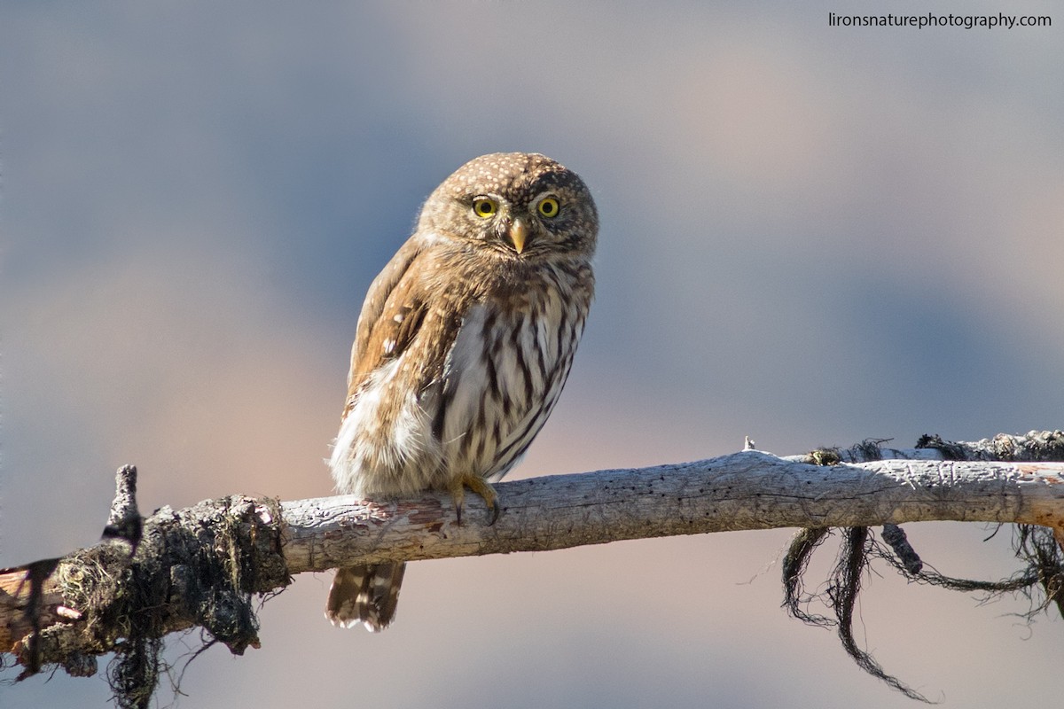 Northern Pygmy-Owl - ML71592571