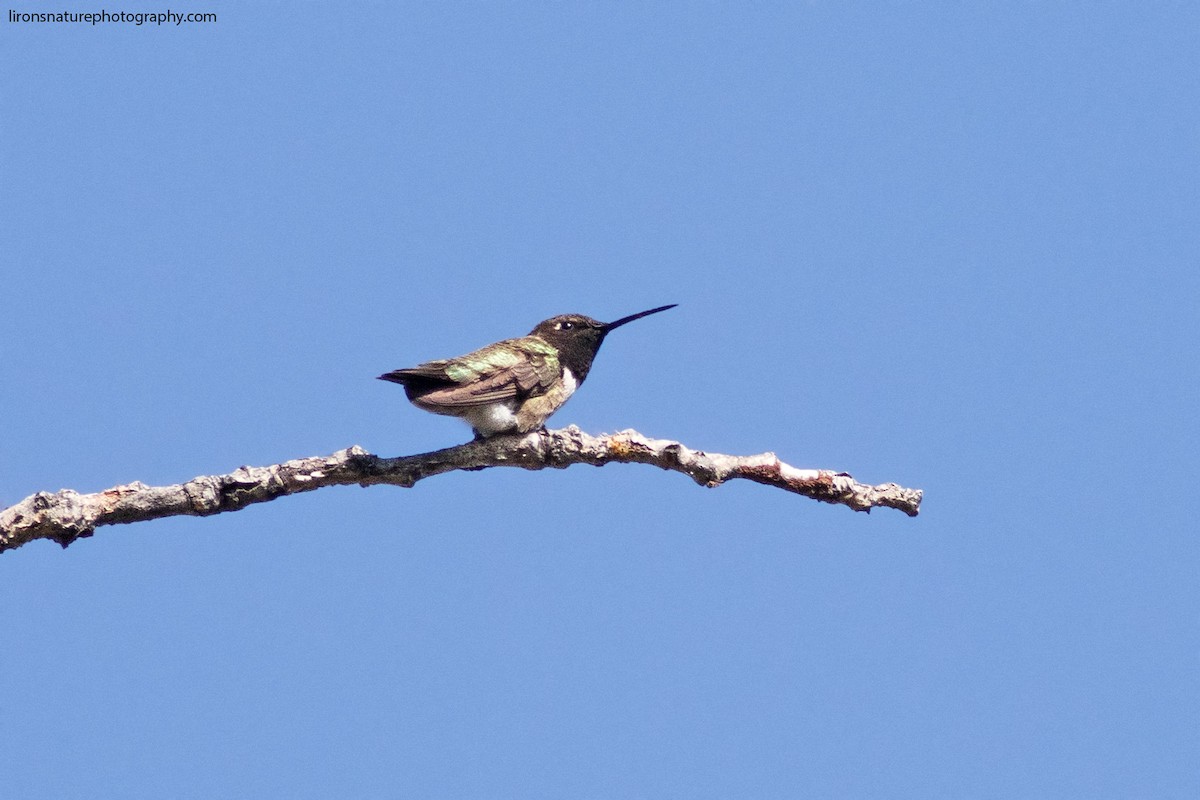 Black-chinned Hummingbird - ML71593321