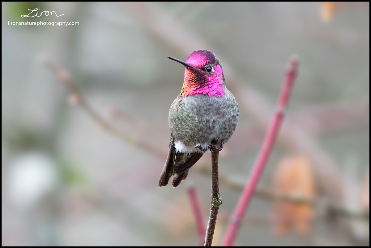 Anna's Hummingbird - ML71593371