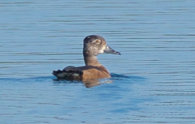 Ring-necked Duck - ML71593771