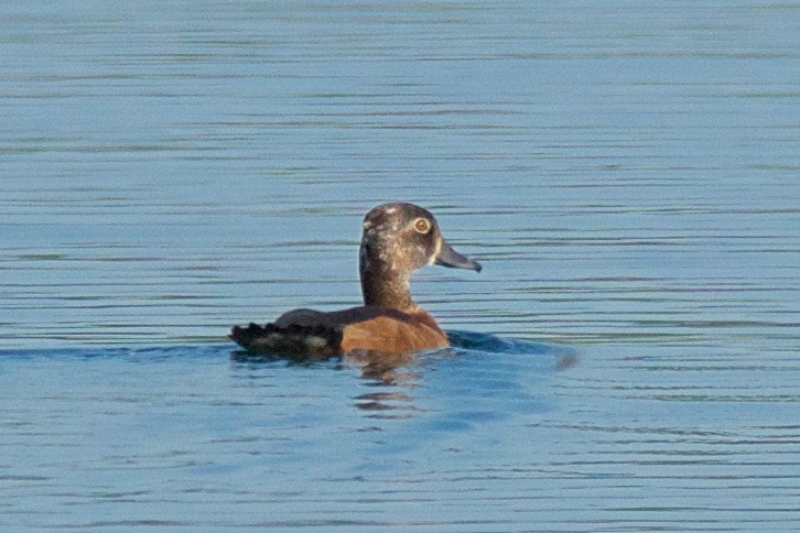 Ring-necked Duck - ML71593781