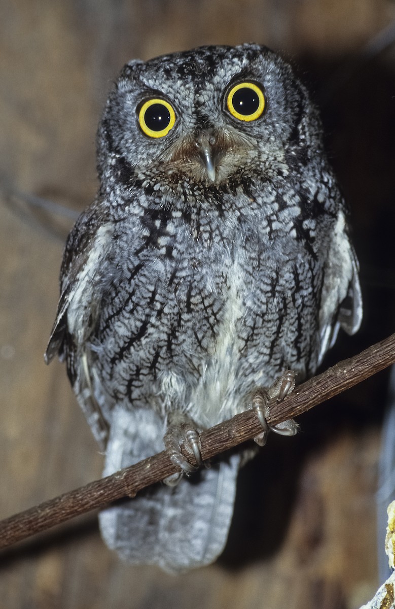 Whiskered Screech-Owl - Josep del Hoyo