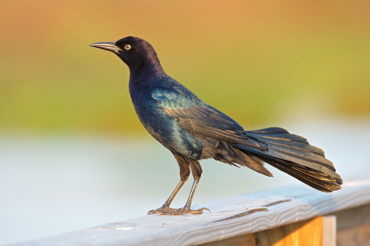 Boat-tailed Grackle - ML71594121