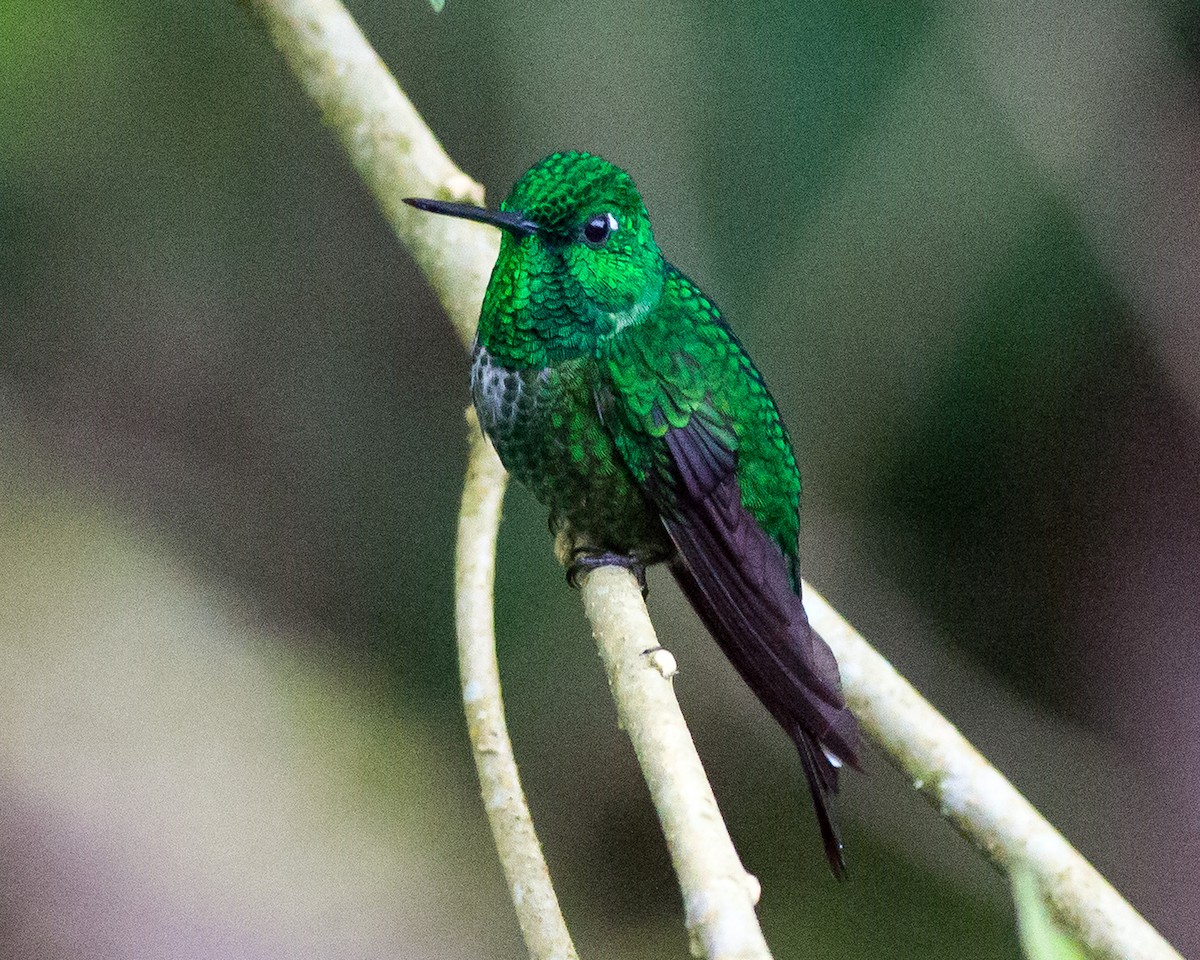 kolibřík rezavořitý - ML71594701