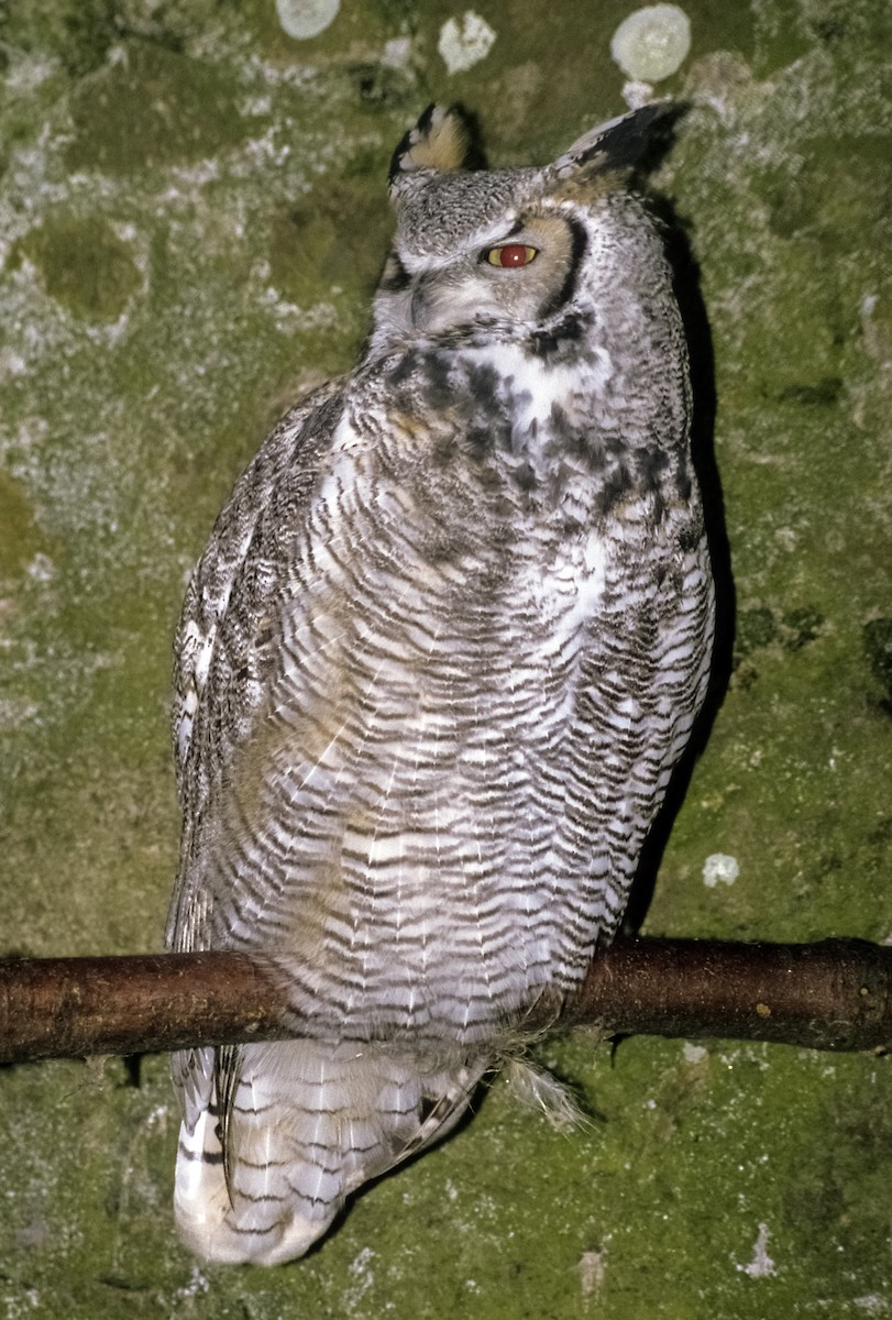 Great Horned Owl - Josep del Hoyo