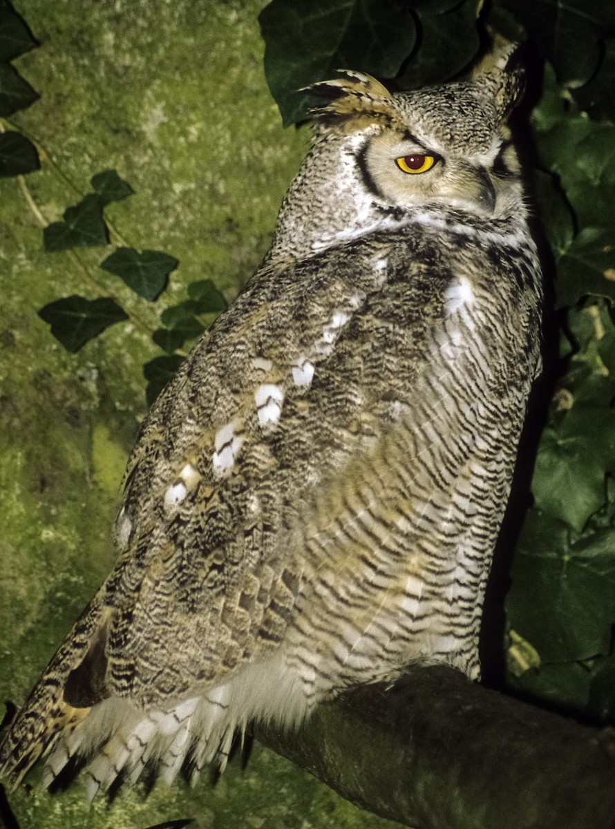 Great Horned Owl - Josep del Hoyo