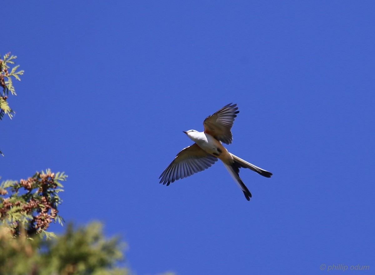 Scissor-tailed Flycatcher - ML71595611