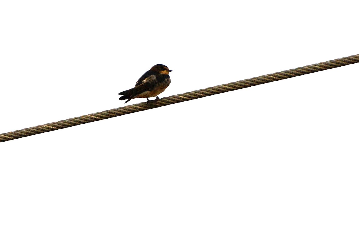 Barn Swallow - ML71595941