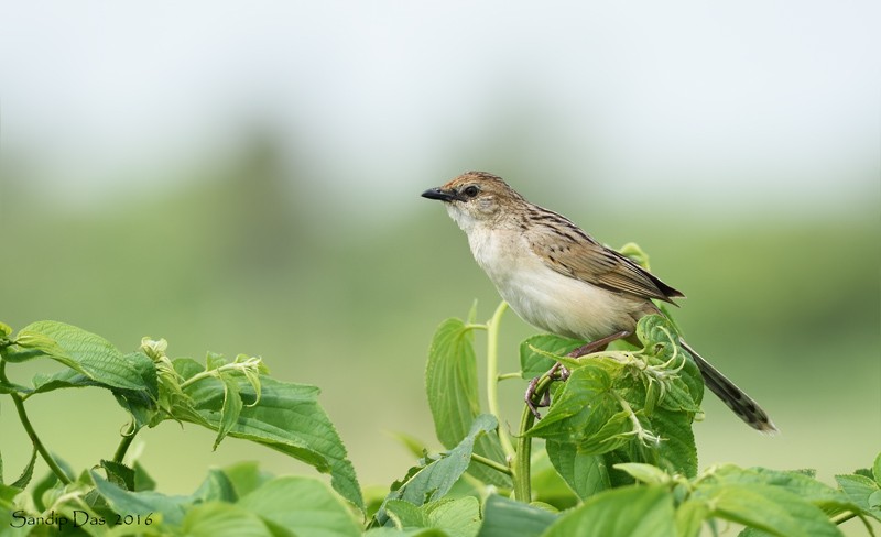Bristled Grassbird - Sandip Das