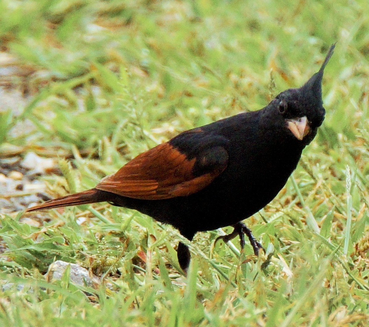 Crested Bunting - ML71597141