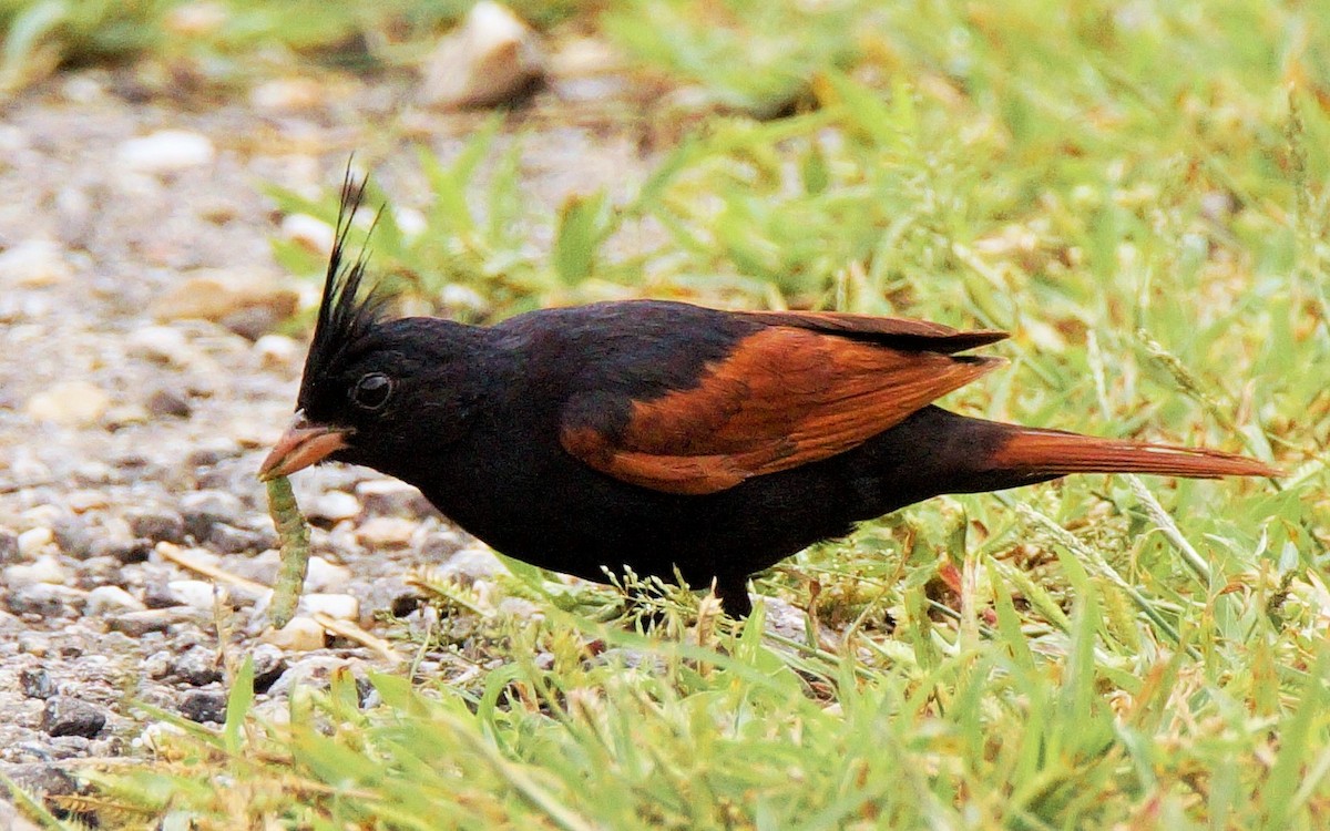 Crested Bunting - ML71597151