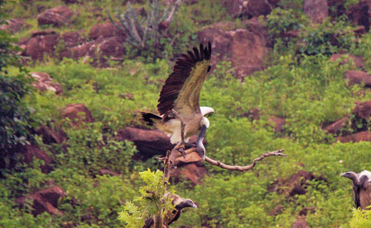 Indian Vulture - Nilesh Shevgaonkar