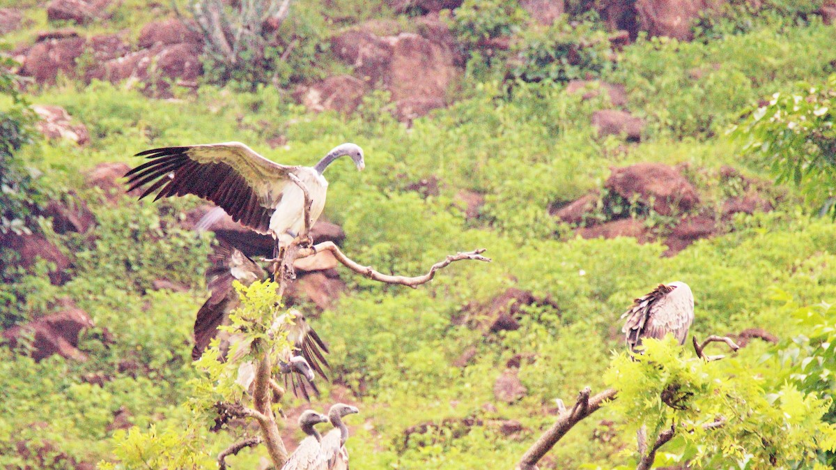 Indian Vulture - ML71597201