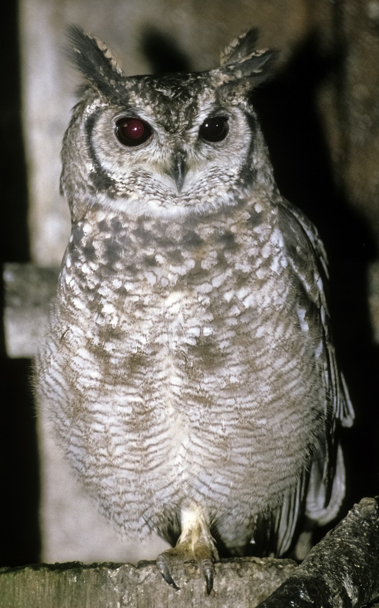 Grayish Eagle-Owl - Josep del Hoyo