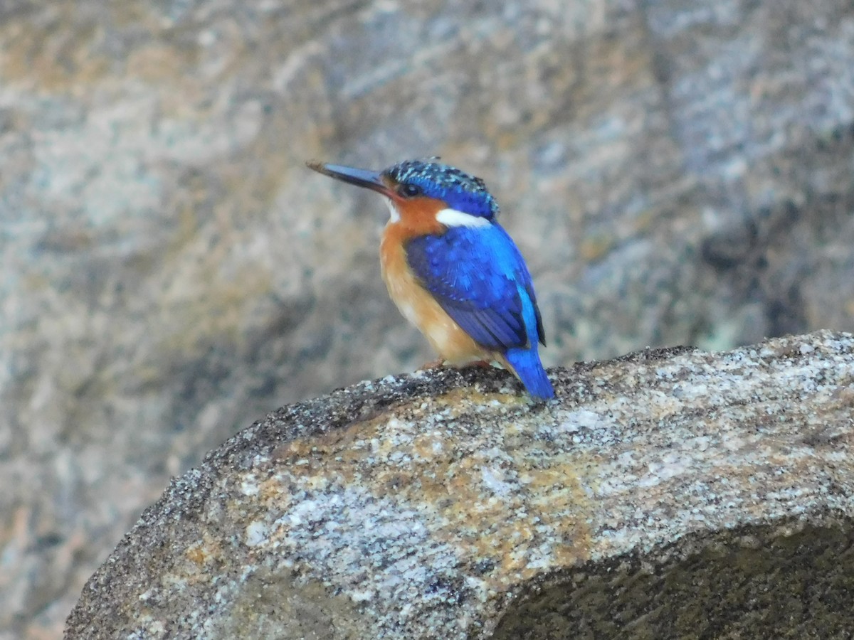 Malagasy Kingfisher - ML71597861