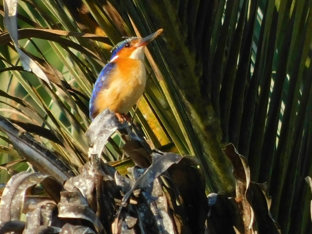 Malagasy Kingfisher - James Lee