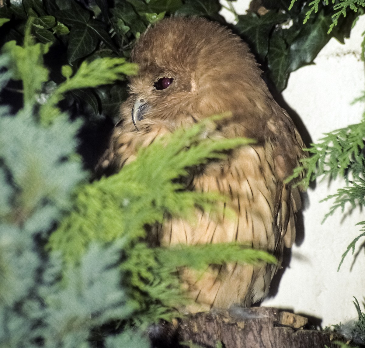 Rufous Fishing-Owl - Josep del Hoyo