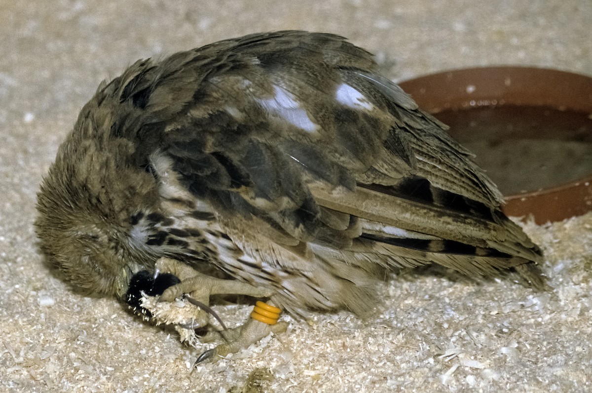 Vermiculated Fishing-Owl - Josep del Hoyo