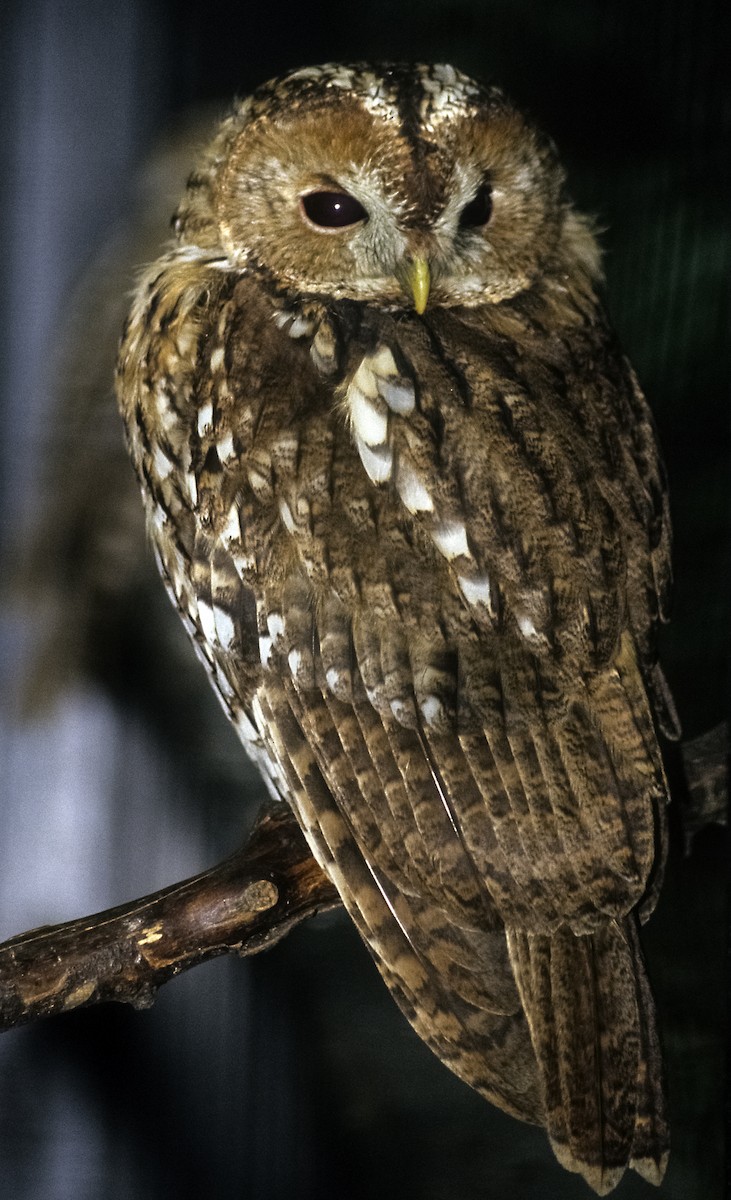Tawny Owl (Tawny) - Josep del Hoyo