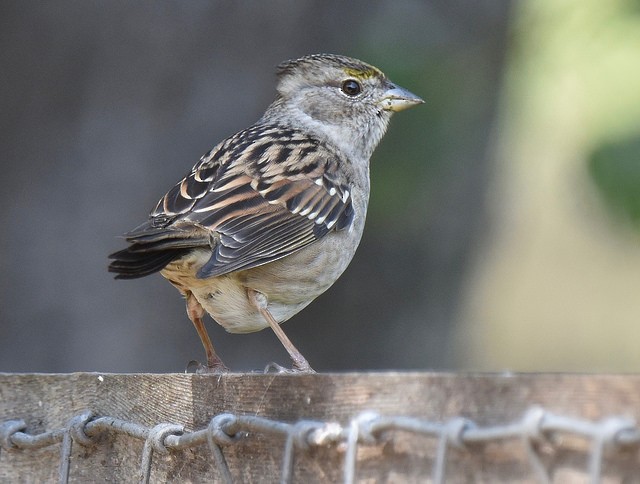 Golden-crowned Sparrow - ML71600061