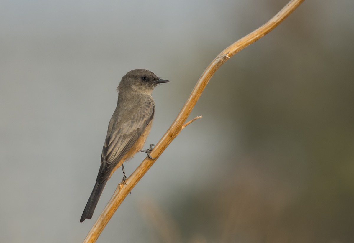 Say's Phoebe - Jerry Ting